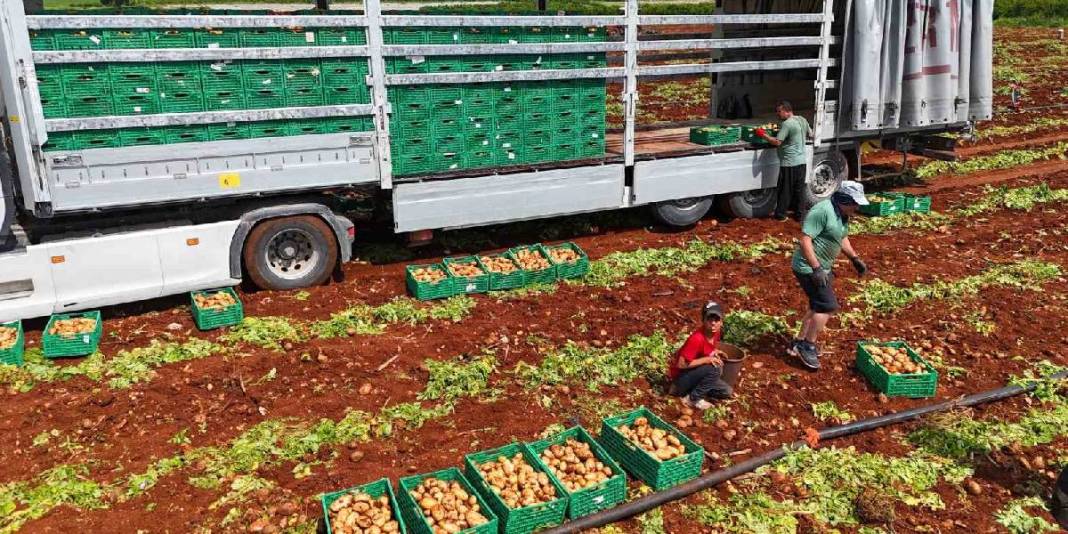 Turfanda ‘Sarı altın’ hasadı başladı! Dönüme 3 ton ürün alınıyor, kilosu 25 TL’den satılıyor 3